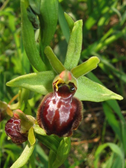 Or. papilionacea, Op. tenthredinifera, Op. sphegodes .......